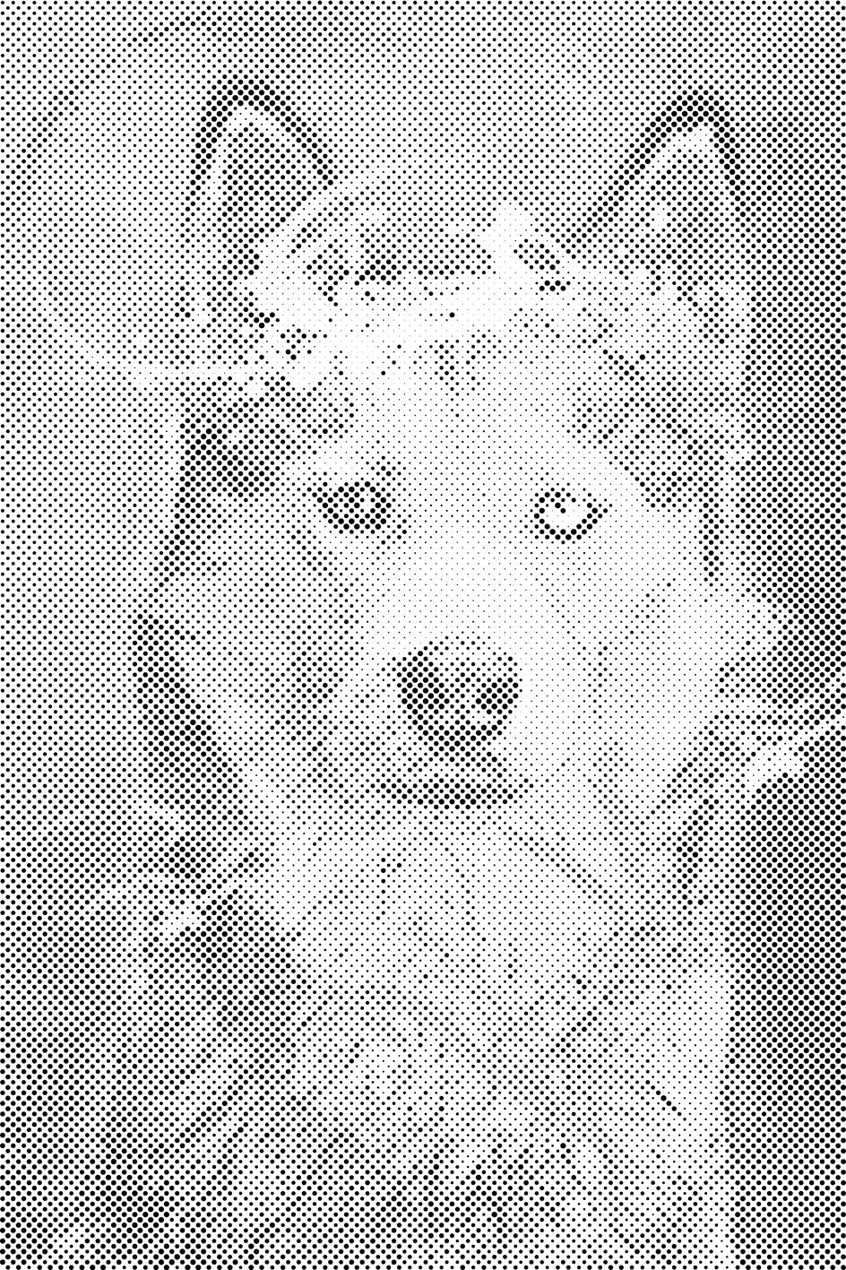 Porträt eines Hundes - Dottingo