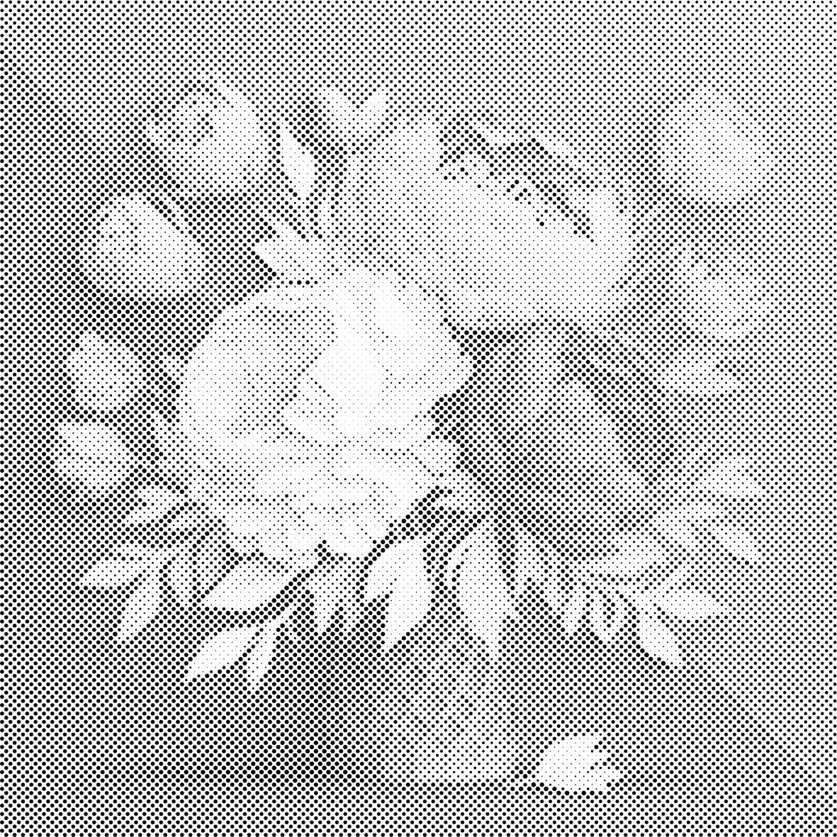 Blumenstrauß aus Pfingstrosen - Dottingo