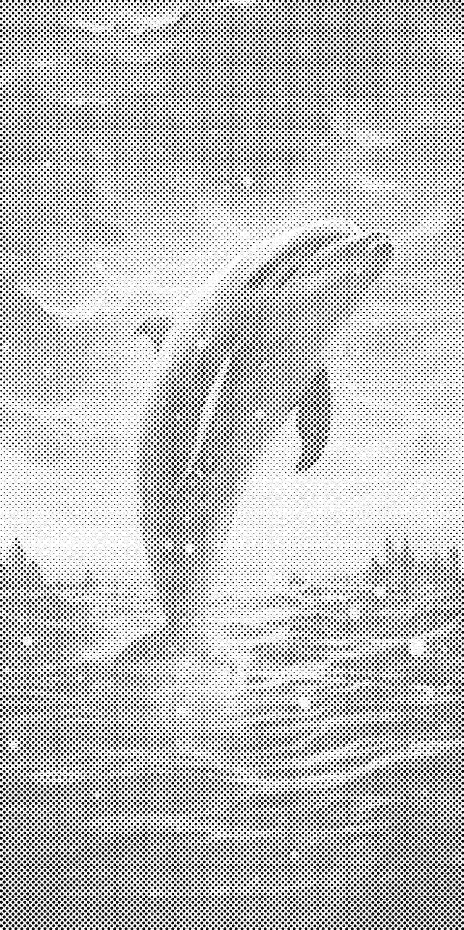 Delfin bei Sonnenuntergang - Dottingo