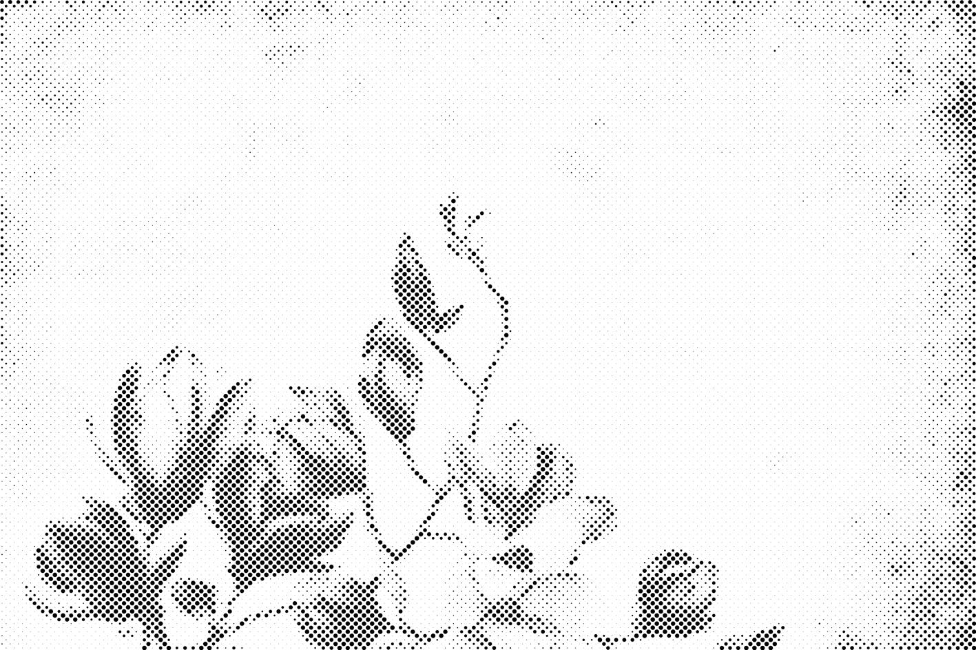 Magnolie - Dottingo