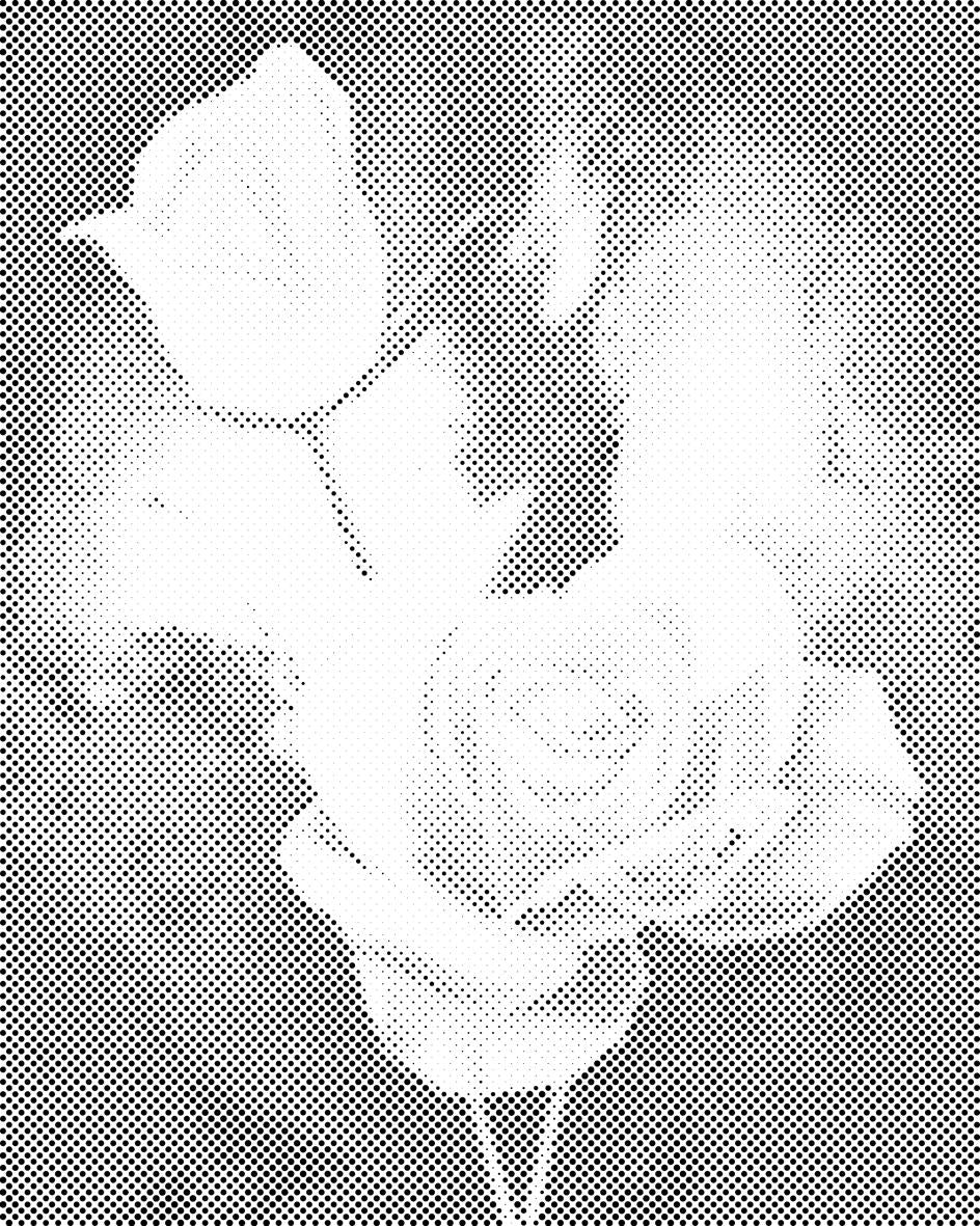Weiße Rosen - Dottingo