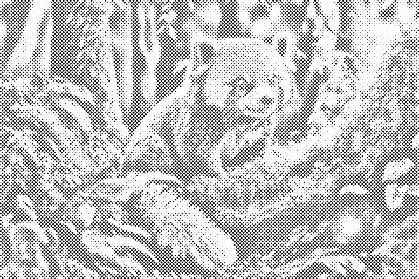 Roter Panda - Dottingo