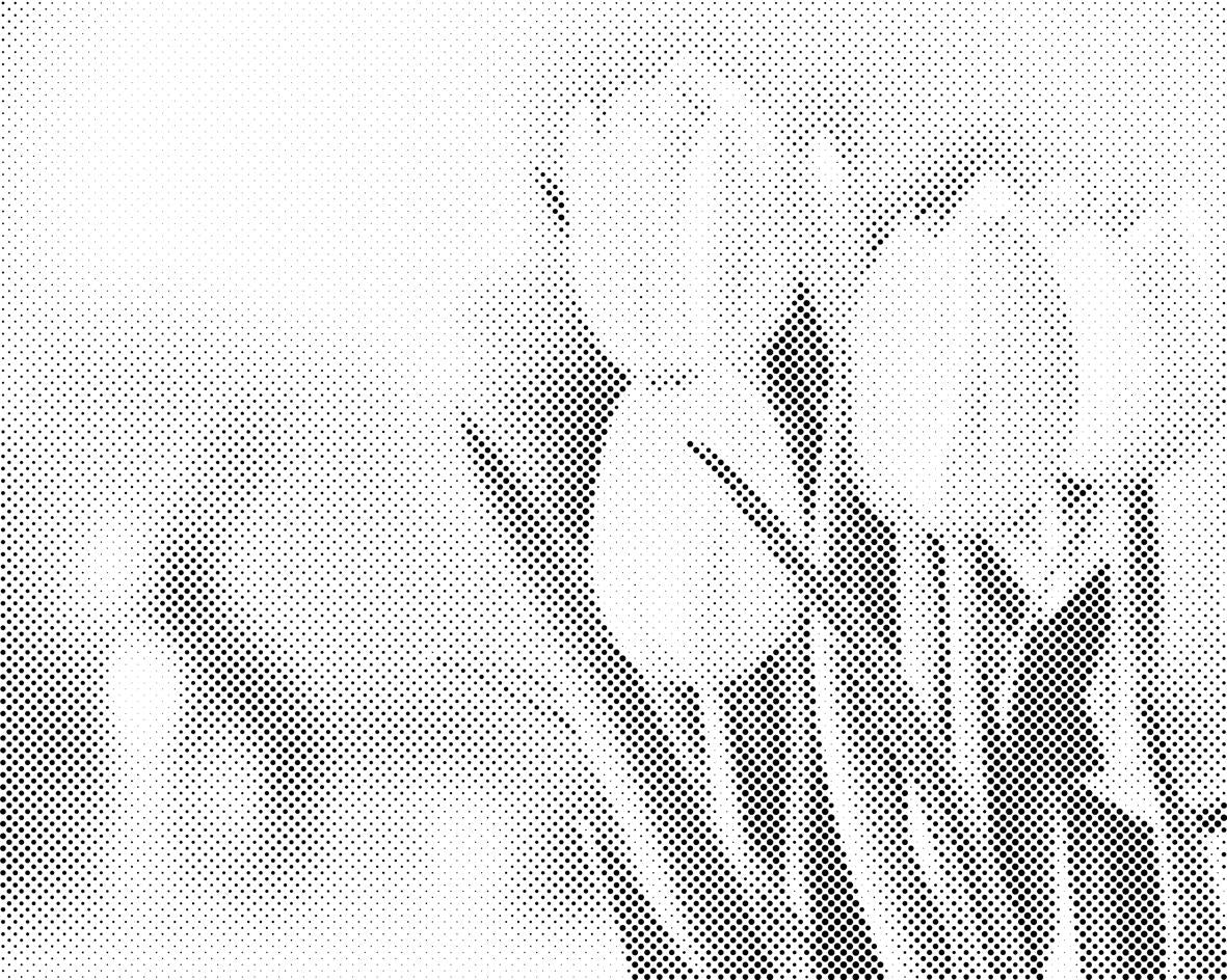 Weiße Tulpen - Dottingo