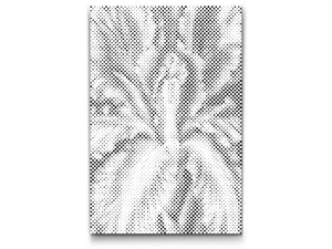 Irisblüte - Dottingo