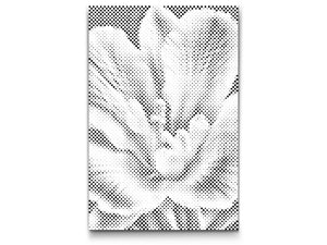 Fresienblüte - Dottingo