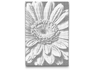 Gerberablüte - Dottingo