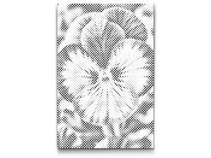 Stiefmütterchenblüte - Dottingo