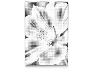 Pelargonienblüte - Dottingo