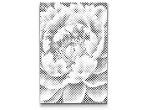 Pfingstrosenblüte - Dottingo