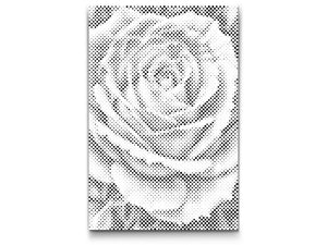 Rosenblüte - Dottingo