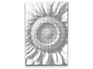 Sonnenblumenblüte - Dottingo