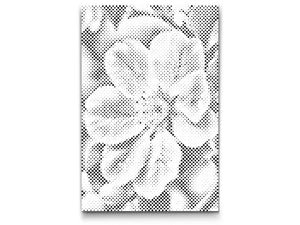 Apfelblüte - Dottingo