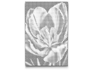 Tulpenblüte - Dottingo