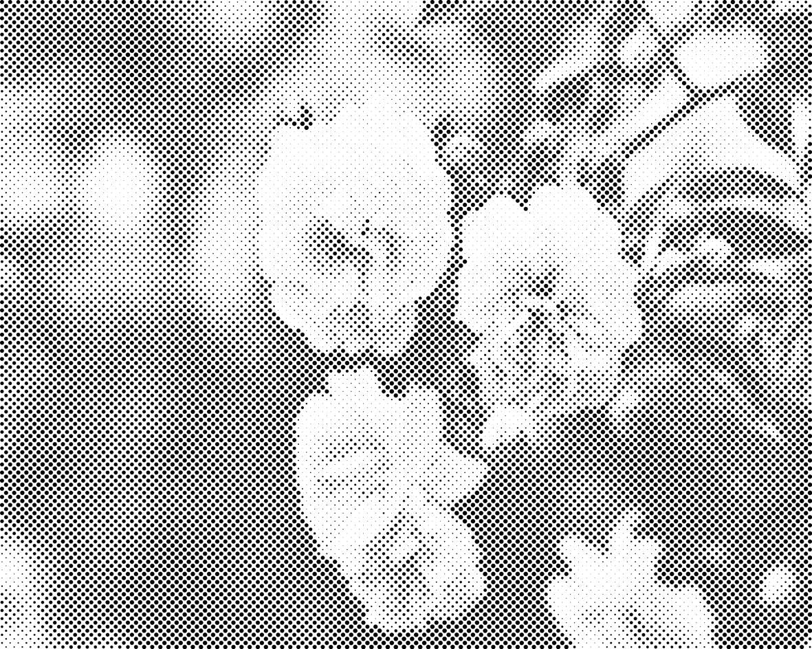 Blühende weiße Rosen - Dottingo