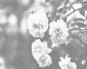 Blühende weiße Rosen - Dottingo