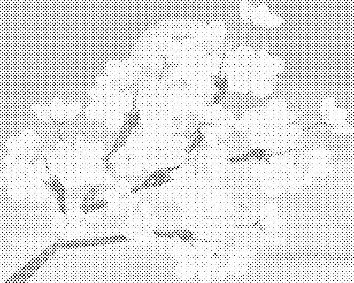 Kirschblüten - Dottingo