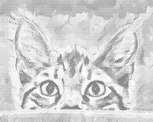 Neugierige Augen - Dottingo