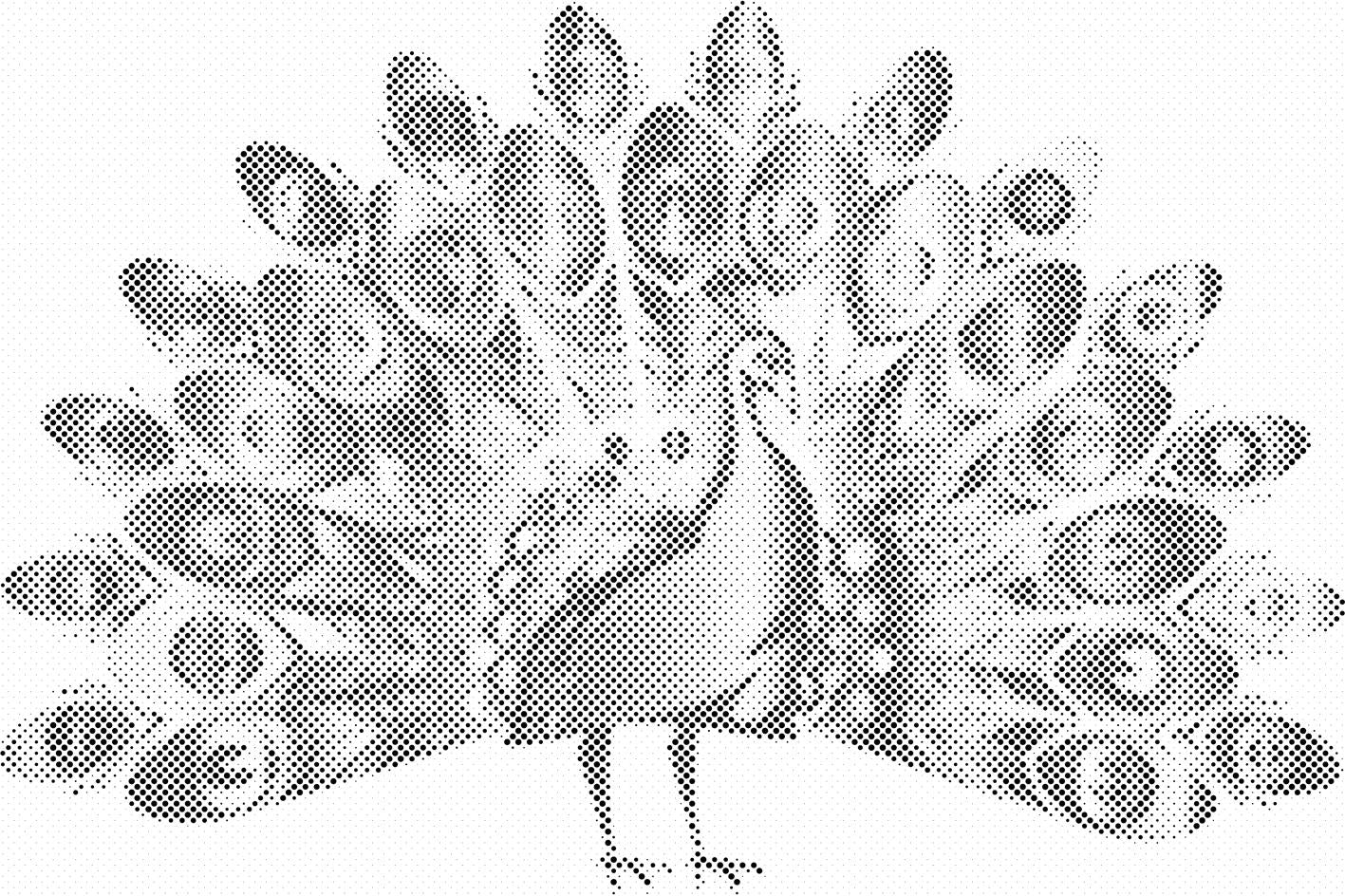Stolzer Pfau - Dottingo