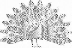 Stolzer Pfau - Dottingo