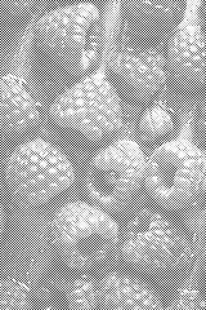 Saftige Himbeeren - Dottingo