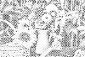 Sonnenblume in einer Kappe - Dottingo