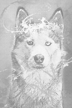 Porträt eines Hundes - Dottingo