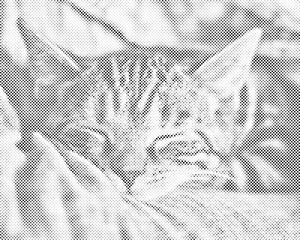 Schlafende Katze - Dottingo