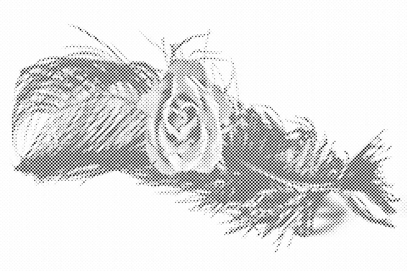 Rose in einer Feder - Dottingo
