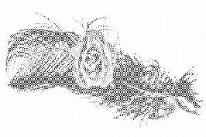 Rose in einer Feder - Dottingo