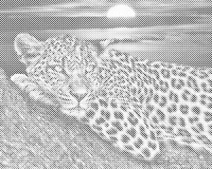 Leopard bei Sonnenuntergang - Dottingo