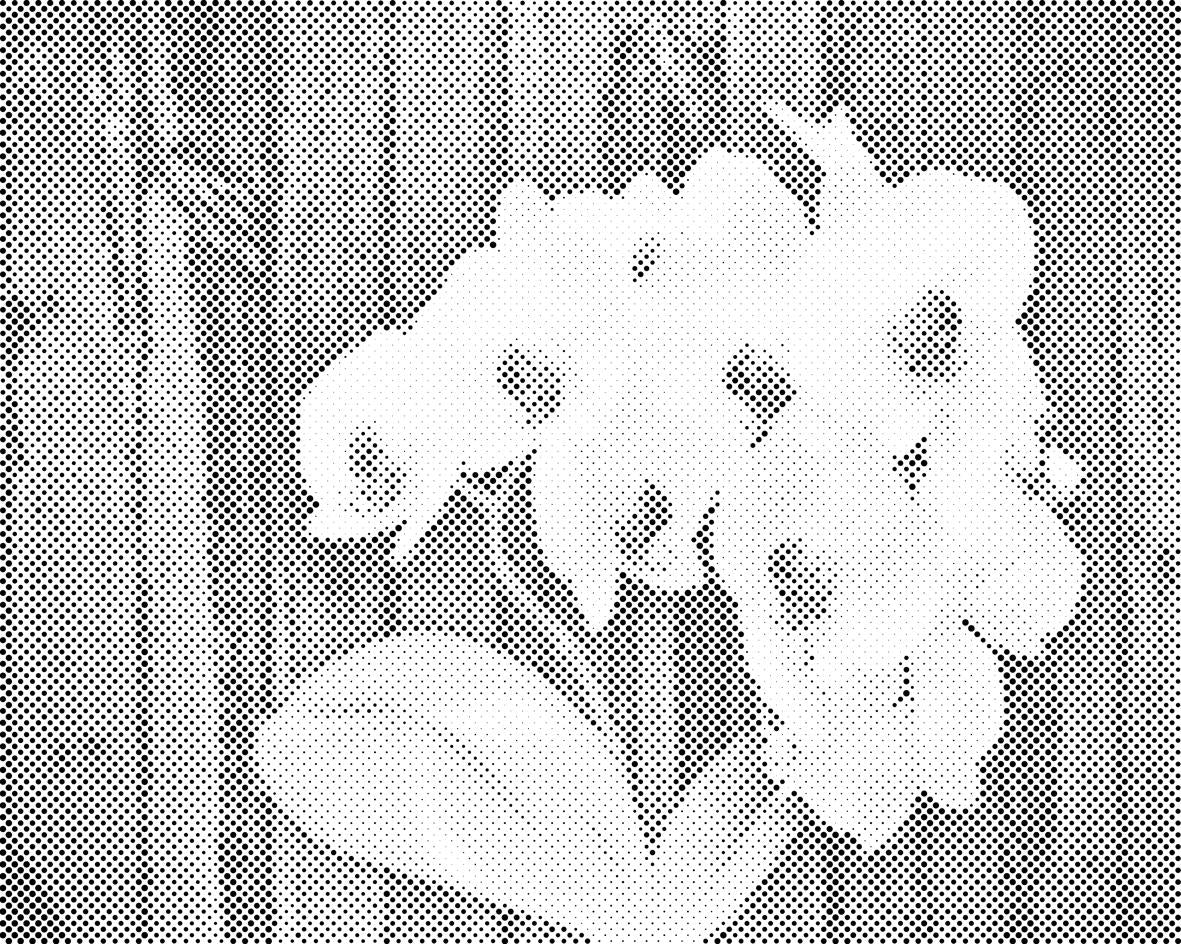 Weisse Orchidee - Dottingo