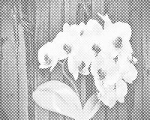 Weisse Orchidee - Dottingo
