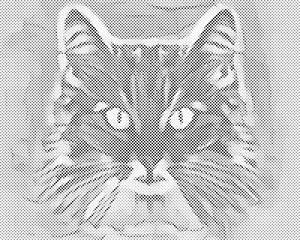 Der Blick der Katze 2 - Dottingo