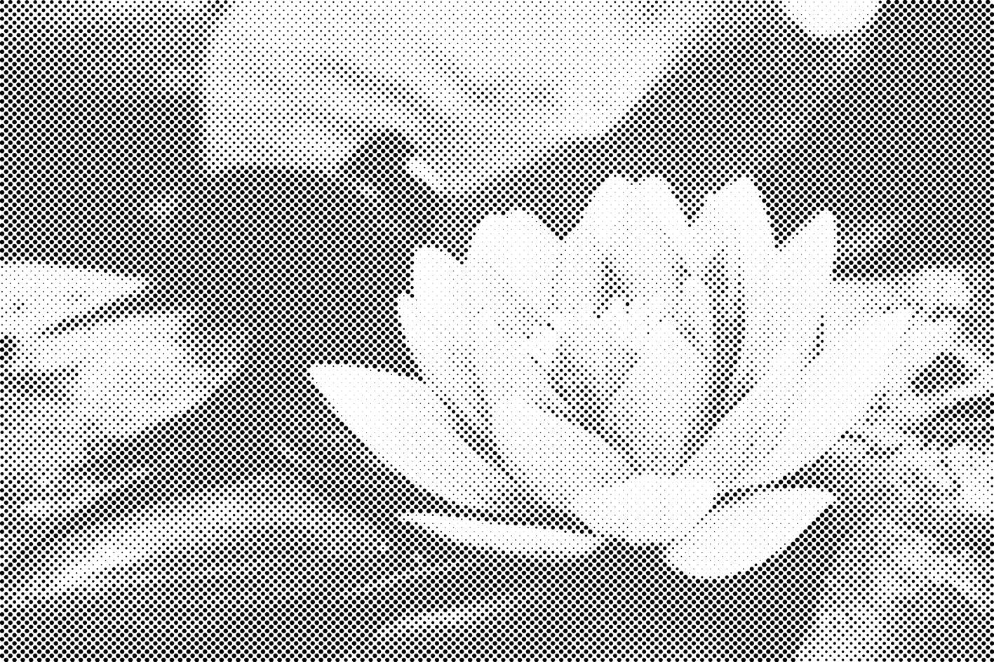Seerose - Dottingo