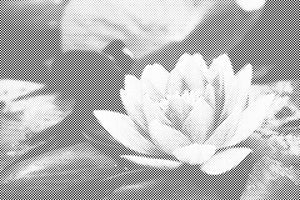 Seerose - Dottingo