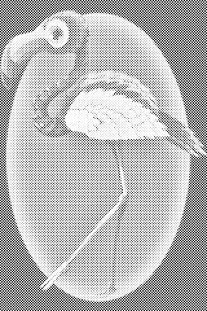 Gehender Flamingo - Dottingo