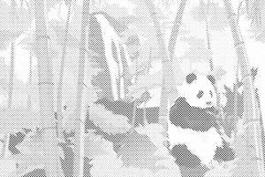 Panda im Regenwald - Dottingo