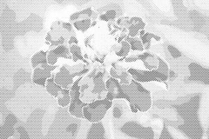 Ringelblume - Dottingo
