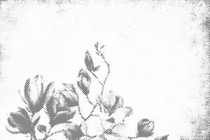 Magnolie - Dottingo