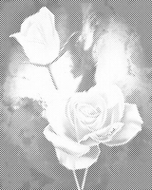 Weiße Rosen - Dottingo