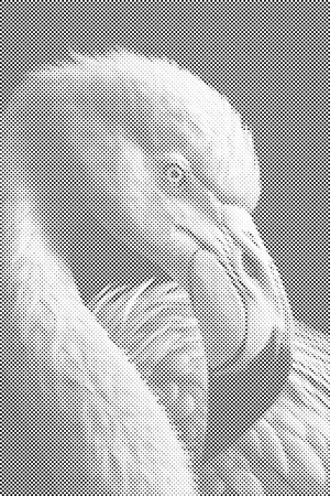 Diamond Painting - Flamingo-Porträt - Dottingo