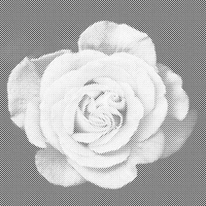 Rosenkopf - Dottingo