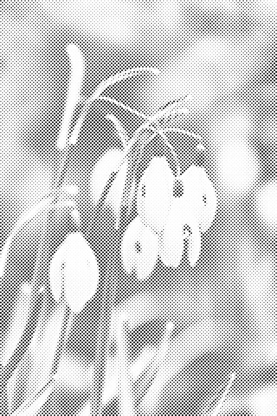 Maiglöckchen - Dottingo