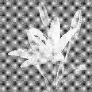 Lilie - Dottingo