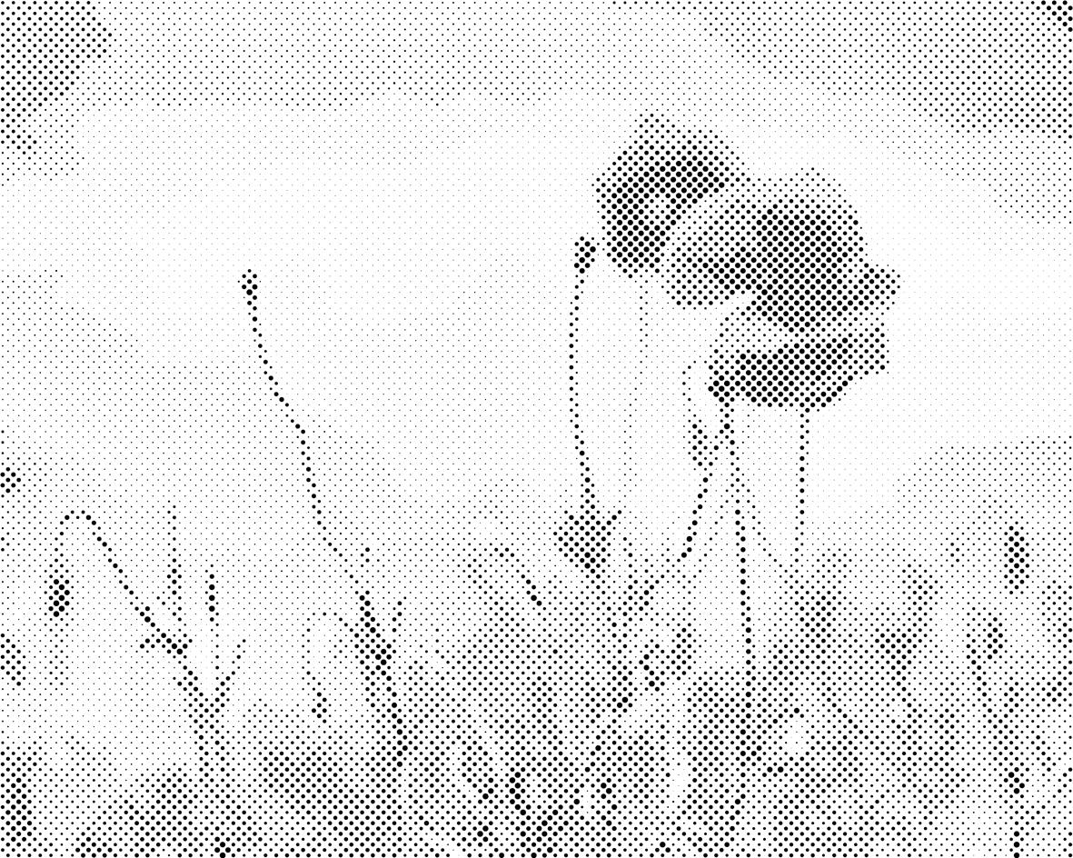 Mohn 2 - Dottingo