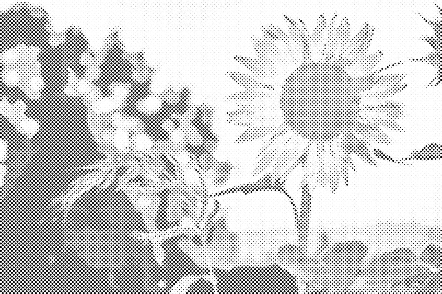 Sonnenblume auf der Wiese - Dottingo