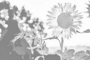 Sonnenblume auf der Wiese - Dottingo