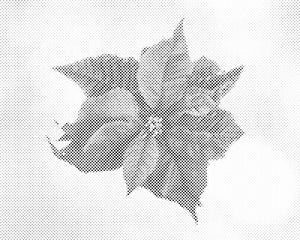 Weihnachtsstern - Dottingo