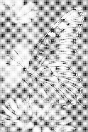 Schmetterling auf einer Blume - Dottingo