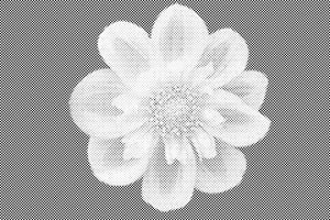 Blumenkopf - Dottingo